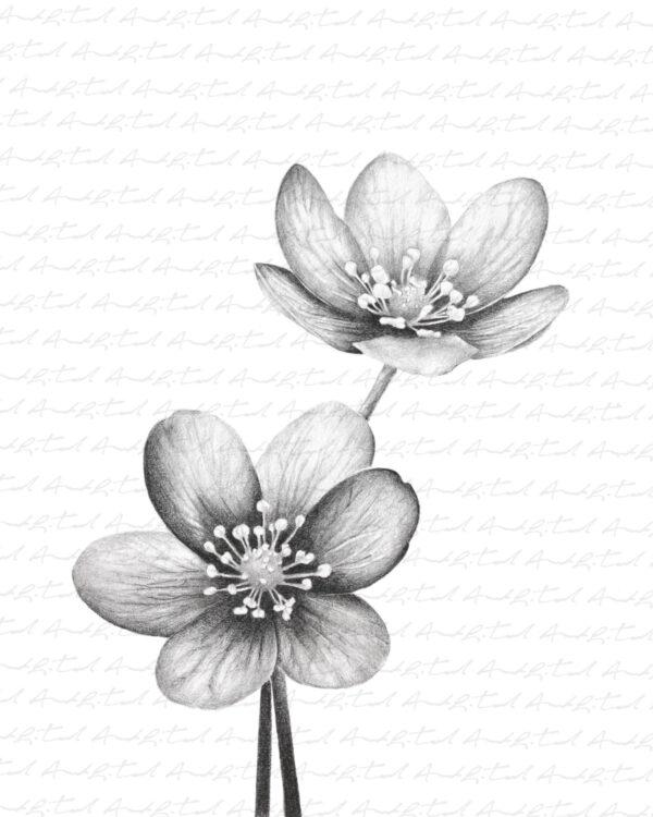 PRINT of Hepatica Flowers - Image 4