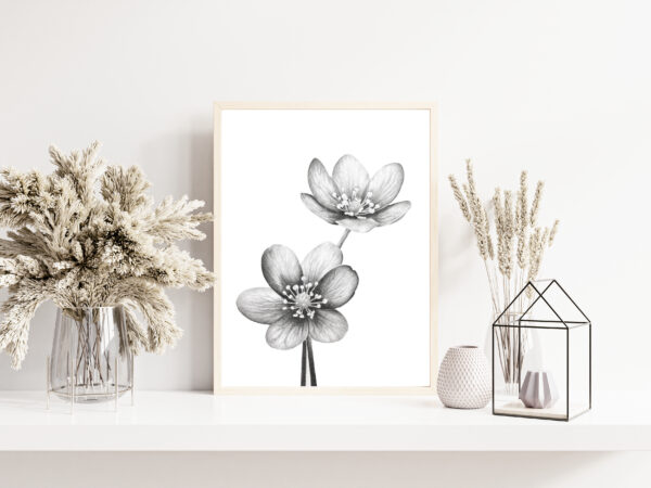 PRINT of Hepatica Flowers - Image 2