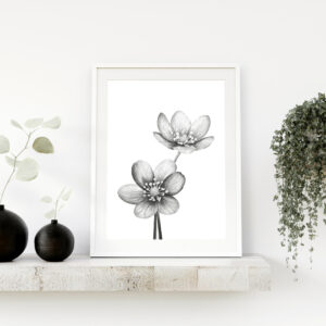PRINT of Hepatica Flowers
