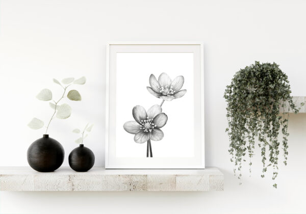 PRINT of Hepatica Flowers