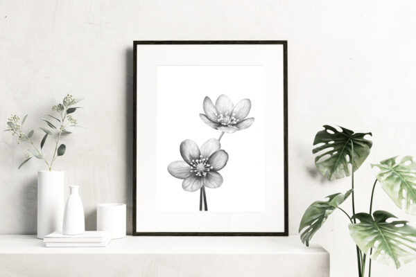PRINT of Hepatica Flowers - Image 3