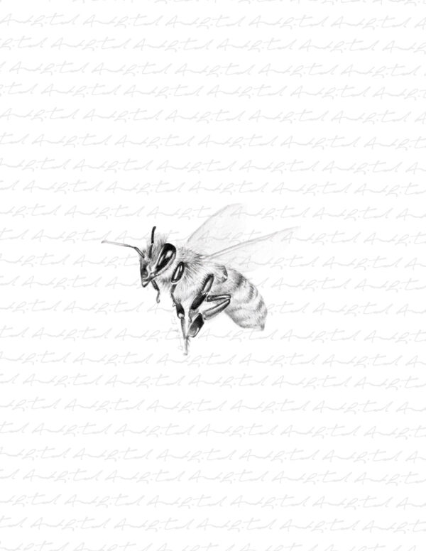 PRINT of Honey Bee 3 - Image 5