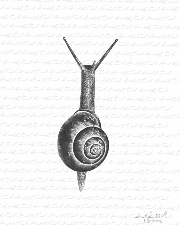 Snail Original Drawing - Image 4
