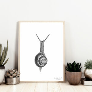 Snail Original Drawing