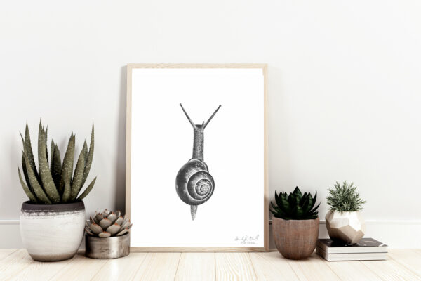 Snail Original Drawing
