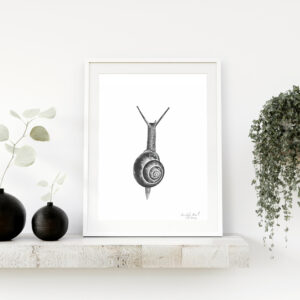 PRINT of a Snail