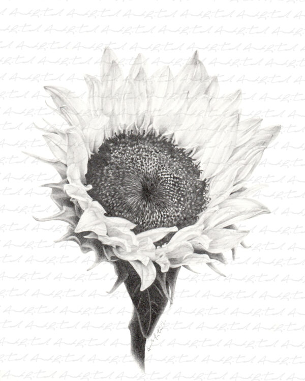 PRINT of a Sunflower - Image 4